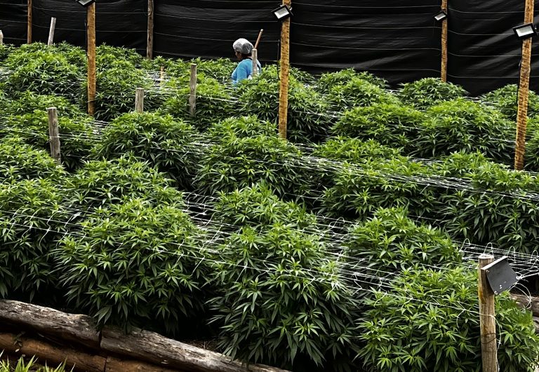 Cultivo de cannabis no interior do estado do Rio: além dos impactos positivos para a saúde, planta também pode trazer benefícios ambientais (Foto: APEPI - Apoio à Pesquisa e Pacientes de Cannabis Medicinal)