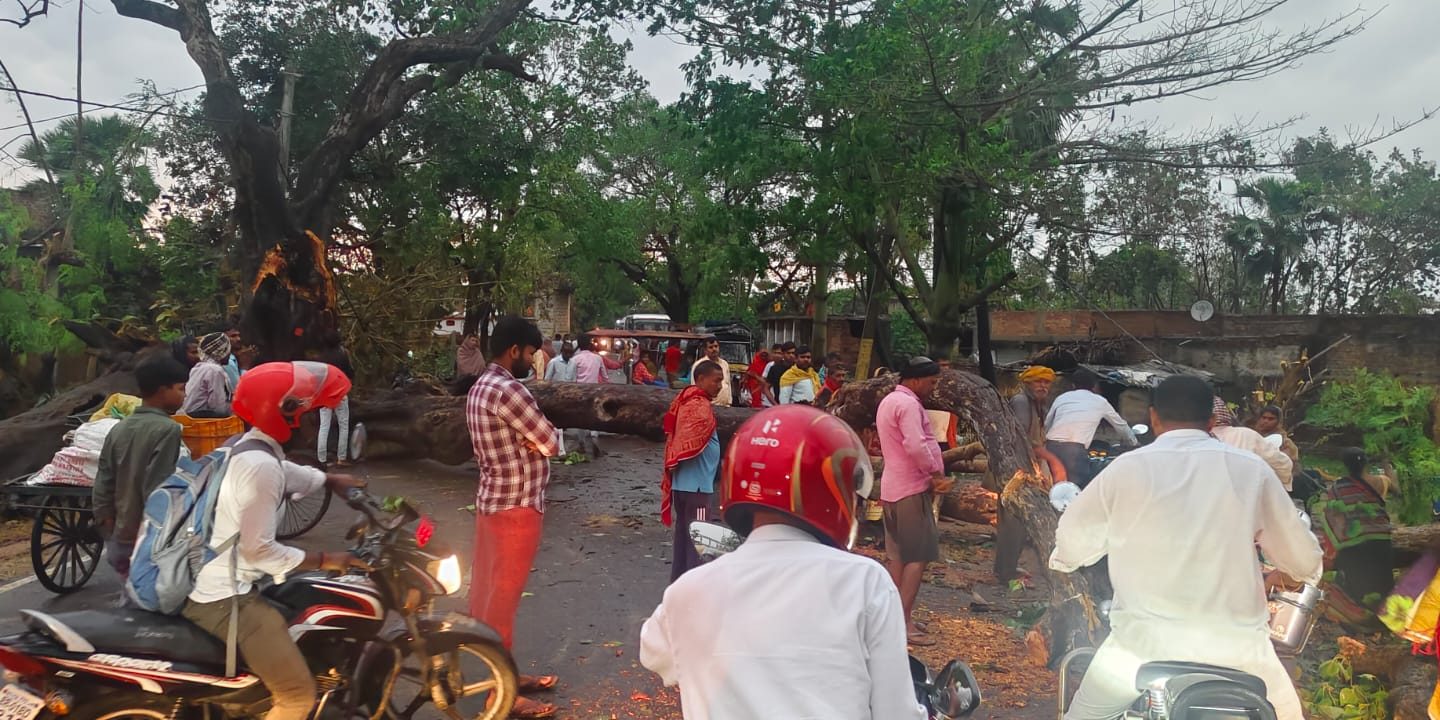 Queda de árvore no estado indiano de Bihar após tempestade: quase 100 pessoas morreram nos últimos dias no norte da Índia e vizinho Nepal também registrou vítimas fatais (Foto: Love Bihar / Facebook / Reprodução)