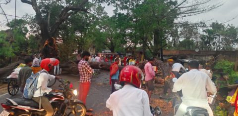 Queda de árvore no estado indiano de Bihar após tempestade: quase 100 pessoas morreram nos últimos dias no norte da Índia e vizinho Nepal também registrou vítimas fatais (Foto: Love Bihar / Facebook / Reprodução)