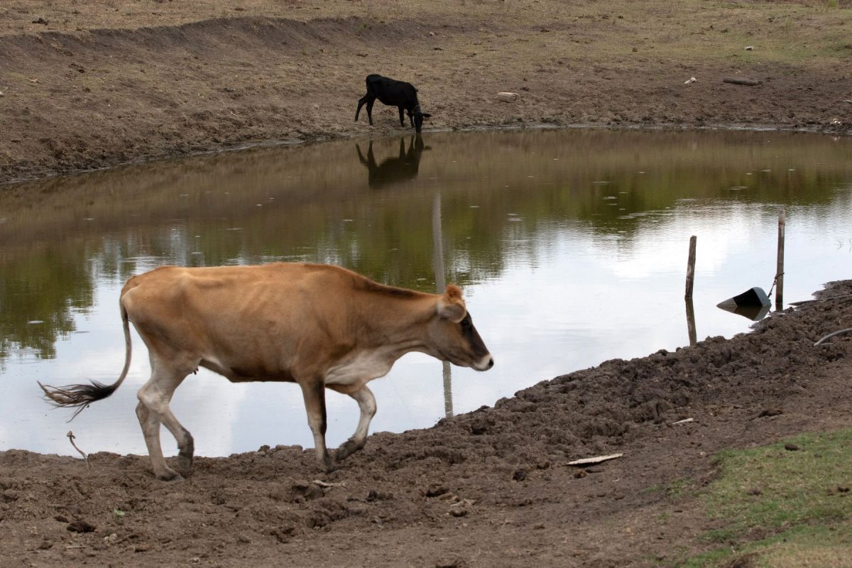 Gado em torno de lago quase seco na estiagem de 2023 em Bagé. Rio Grande do Sul: anos de seca extrema vêm castigando gaúchos antes e depois dos temporais de 2024 (Foto: Fábio Pozzebom / Agência Brasil - 23/02/2023)