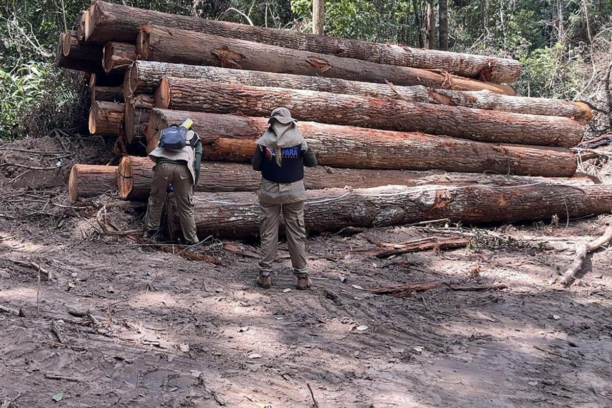 Operação contra desmatamento no Pará: queda de 16% na área desmatada na Amazônia e mais de 30% em todos os biomas (Foto: Agência Pará - 22/06/2023)
