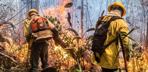 Brigadistas do PrevFogo combatem fogo na Amazônia: quase 2 milhões de hectares de florestas perdidos para incêndios no Brasil com a seca extrema de 2024 (Foto: Mayangdi Inzaulgarat / Ibama )