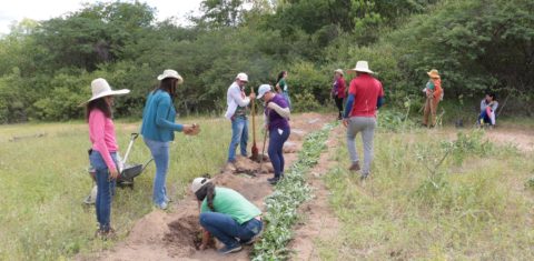 Plantação de mudas em projeto de restauração da Caatinga em Itapemim, Pernambuco: iniciativa em parceria entre a Rede de Mulheres do Pajeú e a WRI Brasil (Foto: Claudio Gomes / Divulgação)