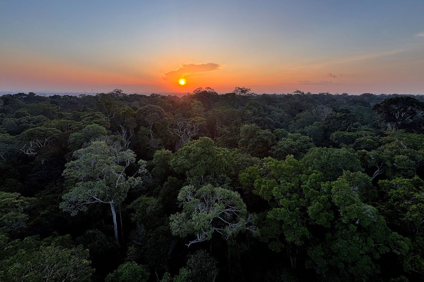 Reserva florestal na Amazônia: riqueza monumental sob ameaça (Foto: Tânia Rego / Agência Brasil - 29/11/2024)
