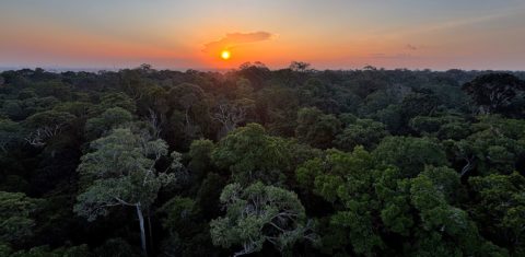 Reserva florestal na Amazônia: riqueza monumental sob ameaça (Foto: Tânia Rego / Agência Brasil - 29/11/2024)