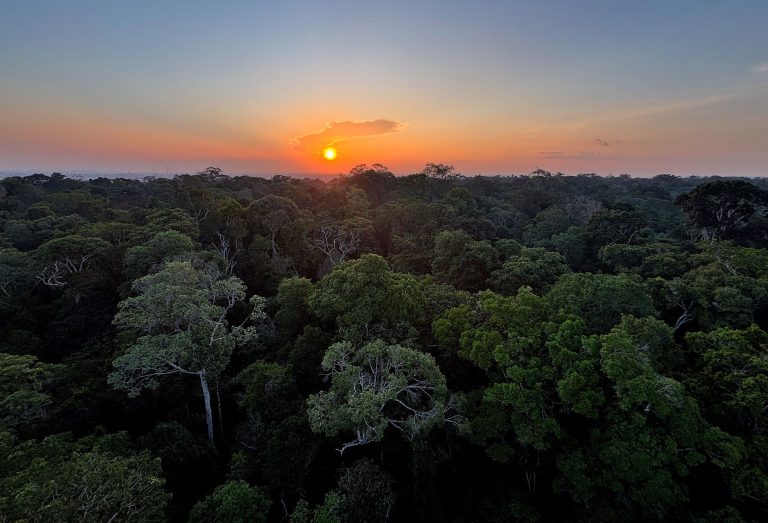 Reserva florestal na Amazônia: riqueza monumental sob ameaça (Foto: Tânia Rego / Agência Brasil - 29/11/2024)