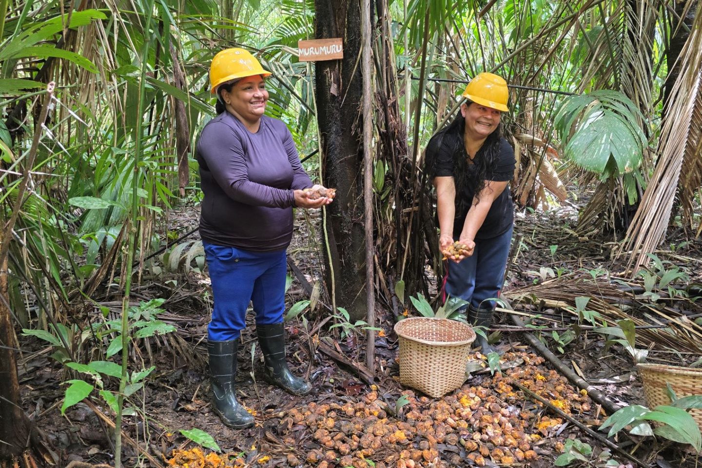 As trabalhadoras agroextrativistas Jesuína e Maria na coleta do murumuru: com agroindústria, associação vai passar a vender óleos e manteigas ao invés de apenas sementes e frutos da Amazônia (Foto: Anderson Águia / Natura / WEG)