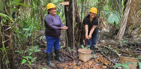 As trabalhadoras agroextrativistas Jesuína e Maria na coleta do murumuru: com agroindústria, associação vai passar a vender óleos e manteigas ao invés de apenas sementes e frutos da Amazônia (Foto: Anderson Águia / Natura / WEG)