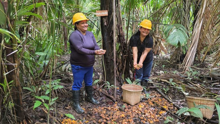 As trabalhadoras agroextrativistas Jesuína e Maria na coleta do murumuru: com agroindústria, associação vai passar a vender óleos e manteigas ao invés de apenas sementes e frutos da Amazônia (Foto: Anderson Águia / Natura / WEG)