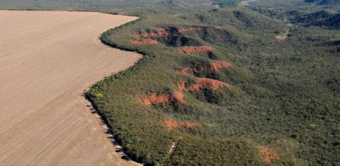 Área desmatada no Cerrado para dar lugar à agricultura: Matopiba, mesmo com desmatamento acelerado, ainda concentra quase metade da vegetação nativa do bioma (Foto: Adriano Gambarini / WWF)