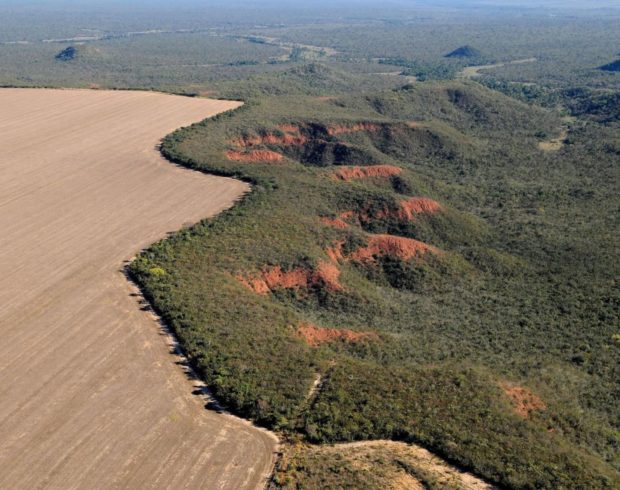 Matopiba, mesmo com desmatamento acelerado, ainda concentra metade da vegetação nativa do Cerrado