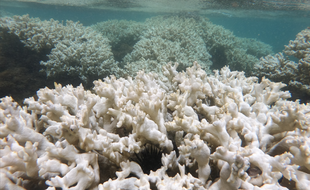 Branqueamento de corais no litoral do Nordeste: efeito da acidificação dos oceanos (Foto: Beatrice Padovani / Peld / UFPE)