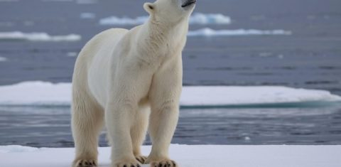 Urso polar no Ártico, onde o aquecimento é mais rápido e a acidificação do oceano ameaça a vida marinha e terrestre: governança global tem pouco tempo para evitar colapso ambiental (Foto: Pixabay)
