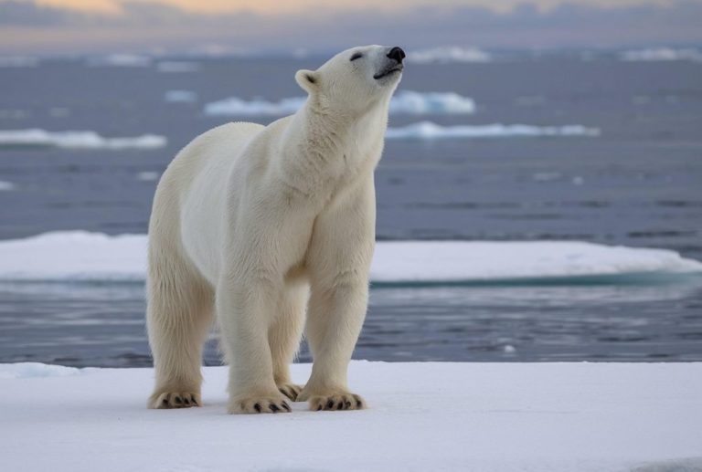 Urso polar no Ártico, onde o aquecimento é mais rápido e a acidificação do oceano ameaça a vida marinha e terrestre: governança global tem pouco tempo para evitar colapso ambiental (Foto: Pixabay)