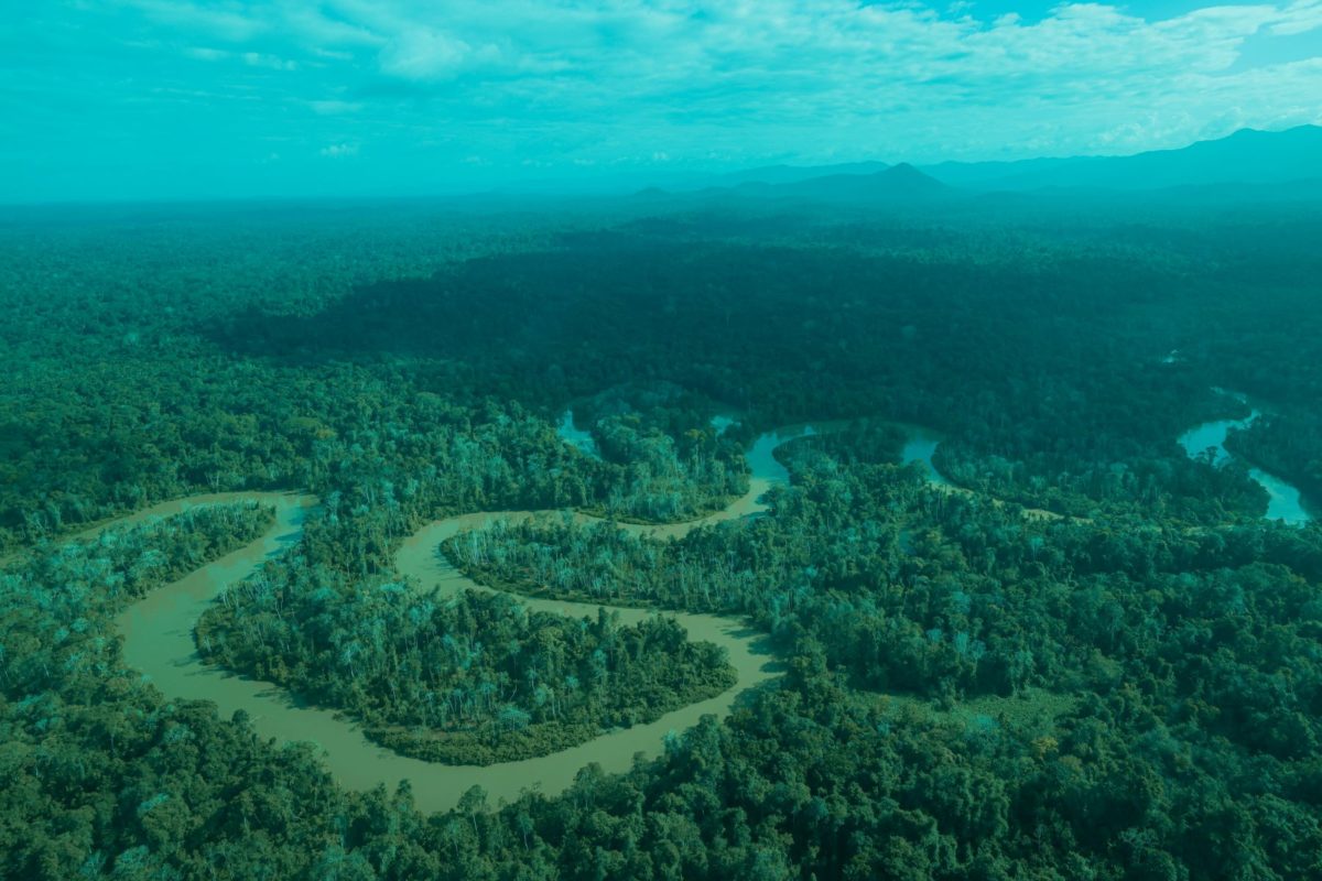 Área de Floresta Amazônica em Roraima: Fundo para florestas é aposta do Brasil para a COP30 (Foto: MMA - 06/03/2023)
