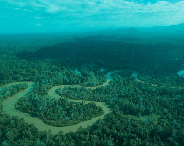 Fundo para florestas é aposta do Brasil para a COP30