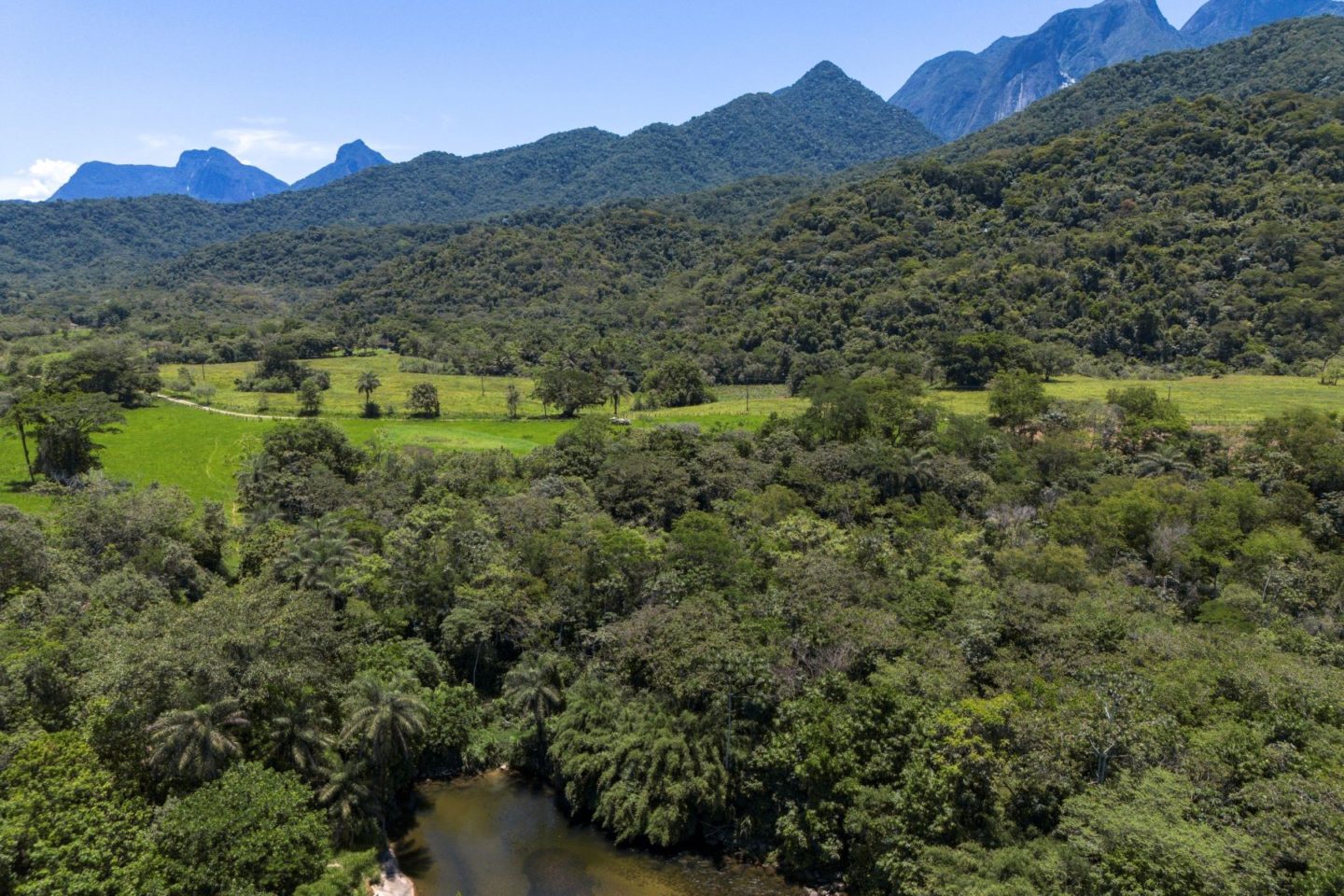 Área de Mata Atlântica restaurada no interior do estado do Rio: regeneração do bioma avança, mas 22% das áreas recuperadas são novamente desmatadas (Foto: Fernando Frazão / Agência Brasil - 26/11/2024)