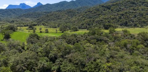 Área de Mata Atlântica restaurada no interior do estado do Rio: regeneração do bioma avança, mas 22% das áreas recuperadas são novamente desmatadas (Foto: Fernando Frazão / Agência Brasil - 26/11/2024)