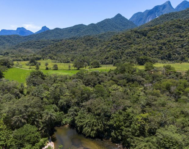 Mata Atlântica mostra regeneração e recupera 16% de cobertura florestal