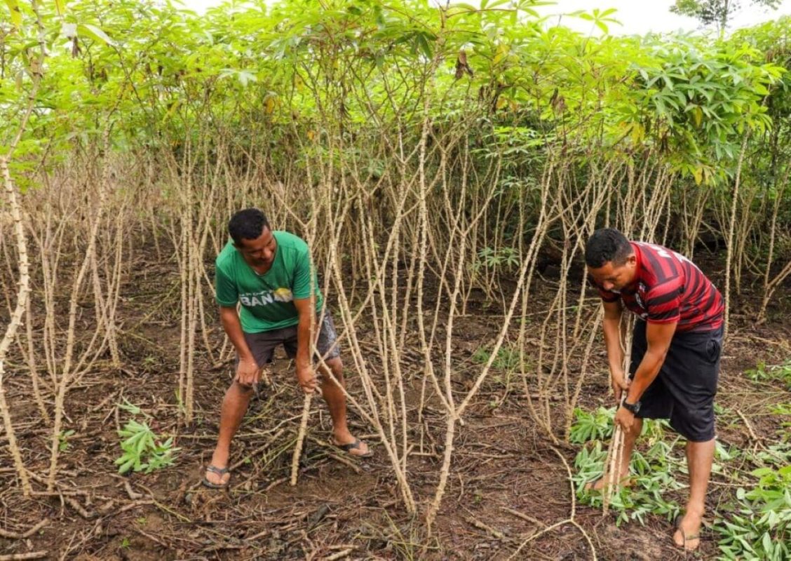 Agricultores em lavoura de mandioca no Acre: estado entre avanço agrícola e insegurança alimentar (Foto: Marcos Vicentti / Agência de Notícias do Acre)