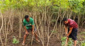 Abundância invisível: o paradoxo entre crescimento agrícola e fome no Acre