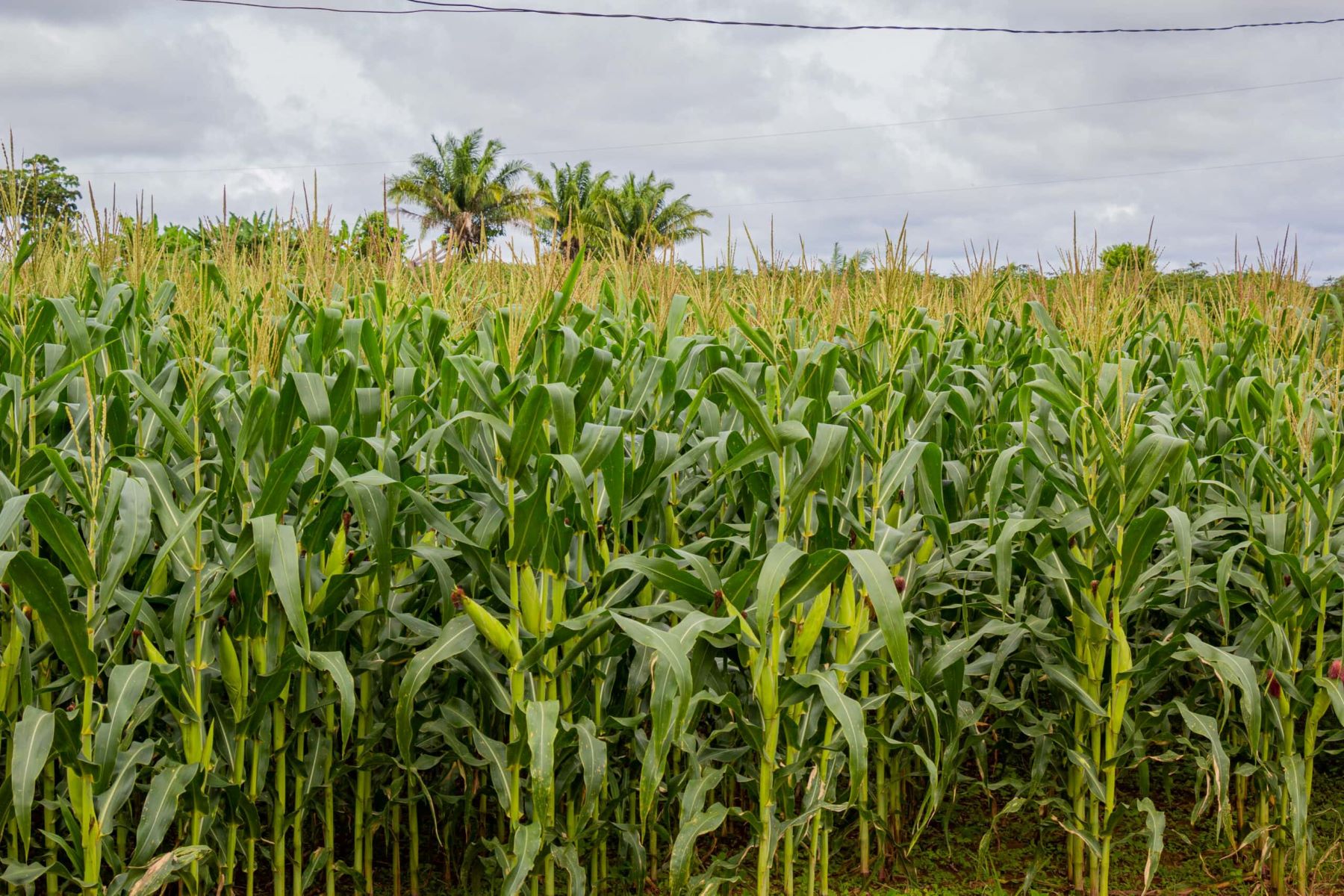 Lavoura de milho no Acre: produção agrícola cresce mas insegurança alimentar atinge 30% das casas do estado (Foto: José Caminha / Agência de Notícias do Acre)