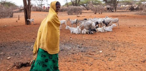 Pastora de gado no Quênia: país enfrenta secas severas e outros eventos climáticos extremos (Foto: Patrick Meinhard / FAO / UN News)