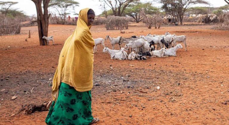 Pastora de gado no Quênia: país enfrenta secas severas e outros eventos climáticos extremos (Foto: Patrick Meinhard / FAO / UN News)