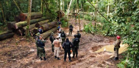 Operação contra extração ilegal de madeira no Pará: conexão de Comando Vermelho e PCC com crimes ambientais mudam a cara do crime na Amazônia, nova menina dos olhos das facções (Foto: Agência Pará)