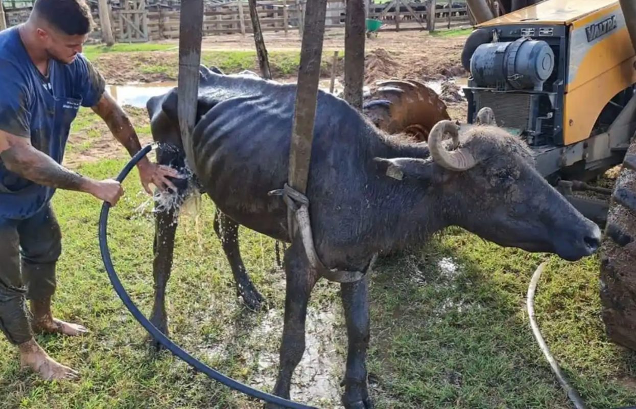 Búfula resgatada de fazendo no interior de São Paulo: ortanizações denunciam que projeto aprovado na Câmara retira punições e facilita maus tratos aos animais (Foto: Facebook / ONG ARA - Dezembro de 2021)