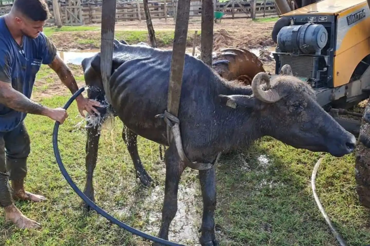 Búfula resgatada de fazendo no interior de São Paulo: ortanizações denunciam que projeto aprovado na Câmara retira punições e facilita maus tratos aos animais (Foto: Facebook / ONG ARA - Dezembro de 2021)
