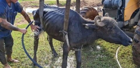 Búfula resgatada de fazendo no interior de São Paulo: ortanizações denunciam que projeto aprovado na Câmara retira punições e facilita maus tratos aos animais (Foto: Facebook / ONG ARA - Dezembro de 2021)