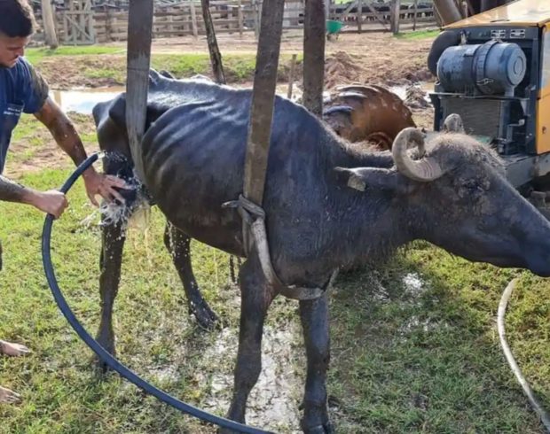 Maus tratos a animais: projeto aprovado na Câmara retira punições e permite crueldades