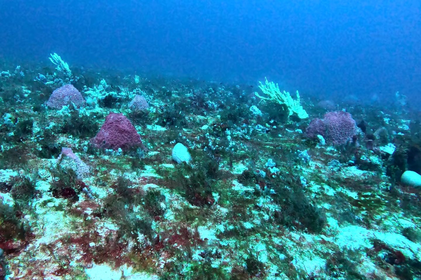 Imagem submarina do projeto Ciência do Mar 2 (Foto: Rodrigo Moura / UFRJ)