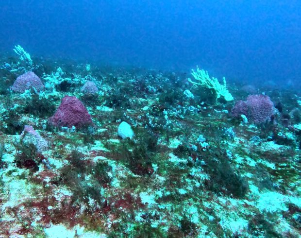 Amazônia Azul será alvo de estudos para mapear biodiversidade marinha