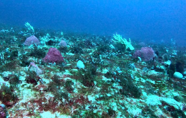 Imagem submarina do projeto Ciência do Mar 2 (Foto: Rodrigo Moura / UFRJ)