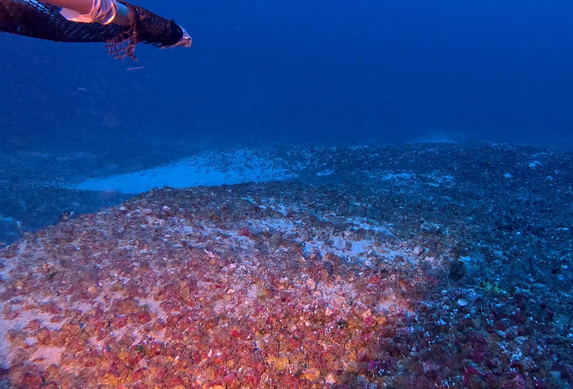Imagens de rodolitos captadas pela equipe do projeto Ciência do Mar 2. (Foto: Rodrigo Moura (Ufrj))