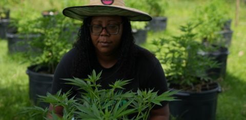 Foto colorida de Marilene da Silva Lima de Oliveira. Ela é uma mulher negra, com cabelo preto longo e cacheado. Ela usa óculos e um chapéu de palha. Ela aparece agachada diante de uma muda de cannabis - maconha. Ao fundo, outras plantas de maconha