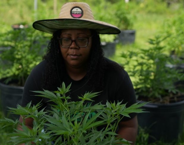 A maconha que transforma a vida de mulheres negras em territórios reduzidos à criminalização