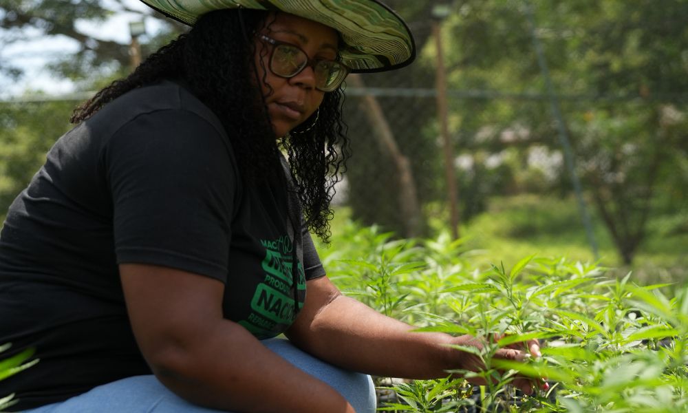 Foto colorida de Marilene da Silva Lima de Oliveira. Ela é uma mulher negra, com cabelo preto longo e cacheado. Ela usa óculos e um chapéu de palha. Ela aparece agachada diante de uma muda de cannabis - maconha. Ao fundo, outras plantas de maconha