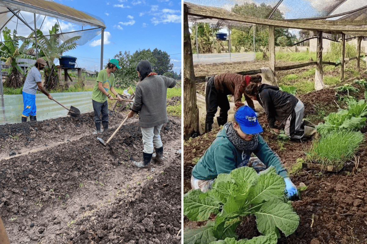 Duas fotos coloridas de voluntários trabalhando para recuperar hortas no assentamento Santa Rita de Cássia II