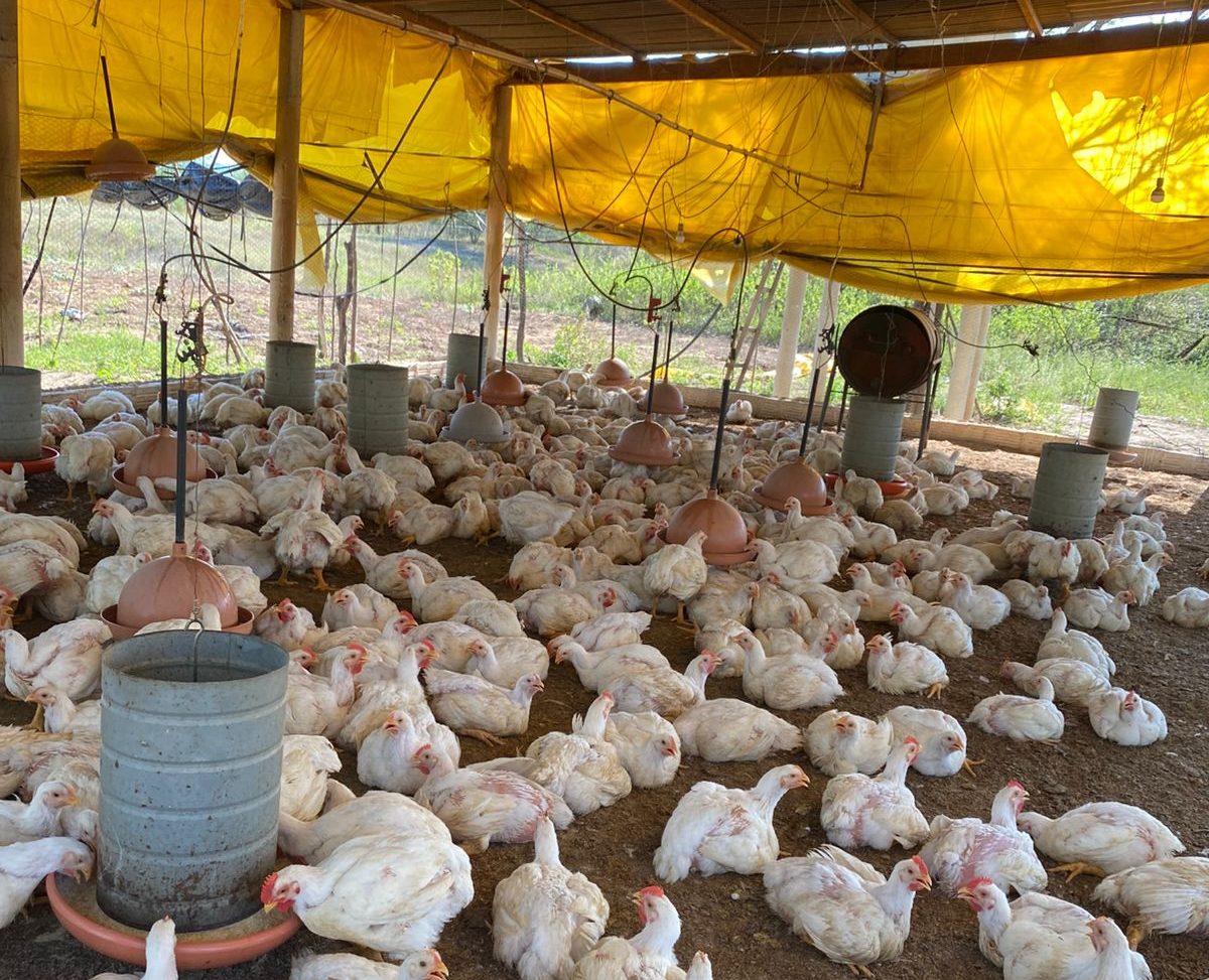 Produção de frango no Sítio do Carneirinho. (Foto: Divulgação)