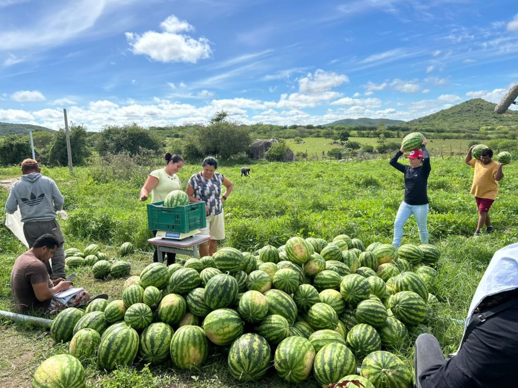 Produção agroecológica no Sítio Carneirinho, em Caruaru. (Foto: Divulgação)