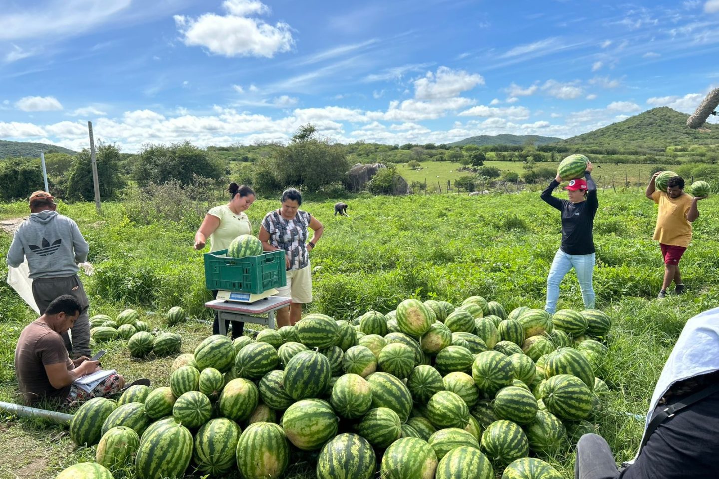 Produção agroecológica no Sítio Carneirinho, em Caruaru. (Foto: Divulgação)