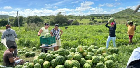 Produção agroecológica no Sítio Carneirinho, em Caruaru. (Foto: Divulgação)