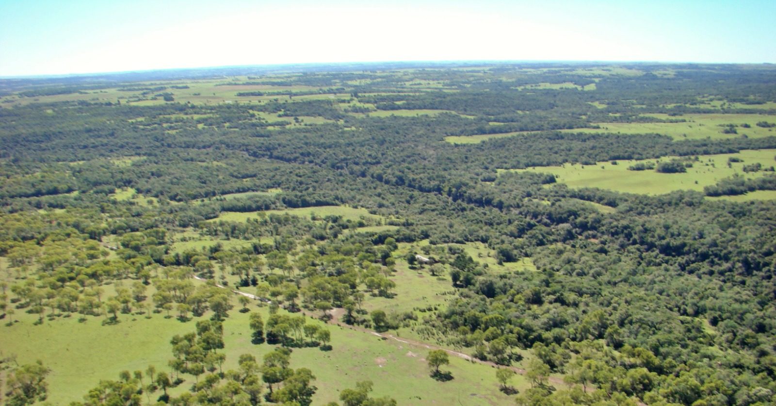 Foto colorida com vista aérea das matas de pau-ferro-do-sul