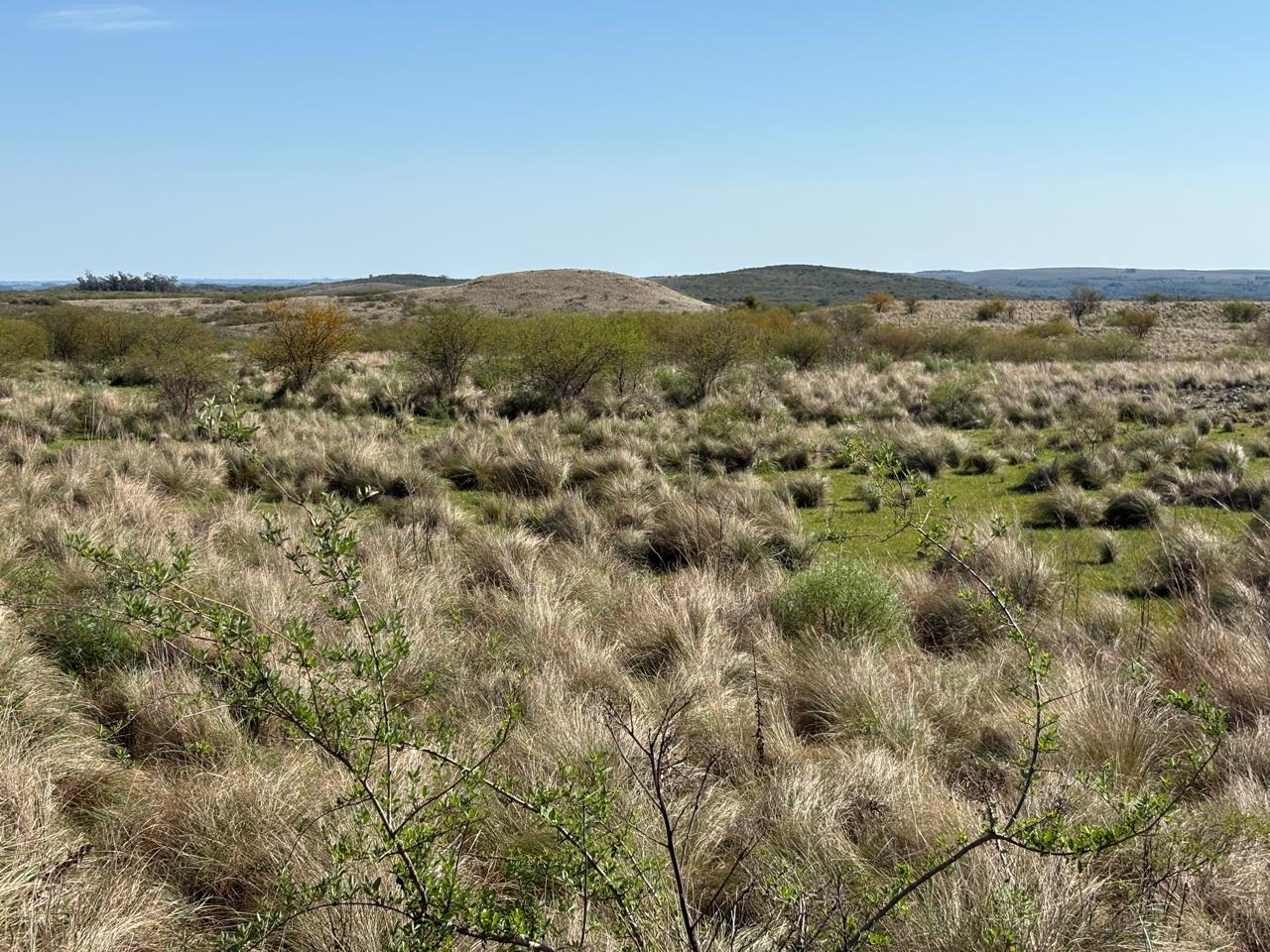 Foto colorida que mostra campos missioneiros com capim barba-de-bode, vegetação rasteira do Pampa