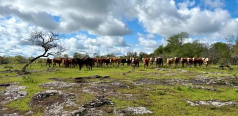 Foto colorida que mostra bovinos em paisagem com formações rochosas e campo nativo do Pampa. Proposta de Unidade de Conservação no Pampa busca valoriza pecuária extensiva