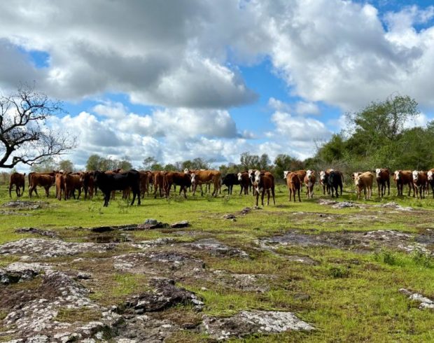 Campanha de desinformação tenta colocar produtores rurais contra unidade de conservação no Pampa