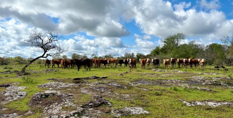 Foto colorida que mostra bovinos em paisagem com formações rochosas e campo nativo do Pampa. Proposta de Unidade de Conservação no Pampa busca valoriza pecuária extensiva